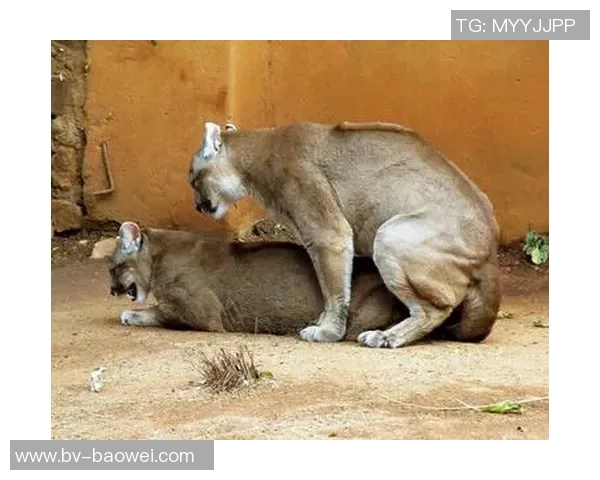 费尔明独特比喻展现队友风采特狮领袖卡萨多比特犬亚马尔最佳